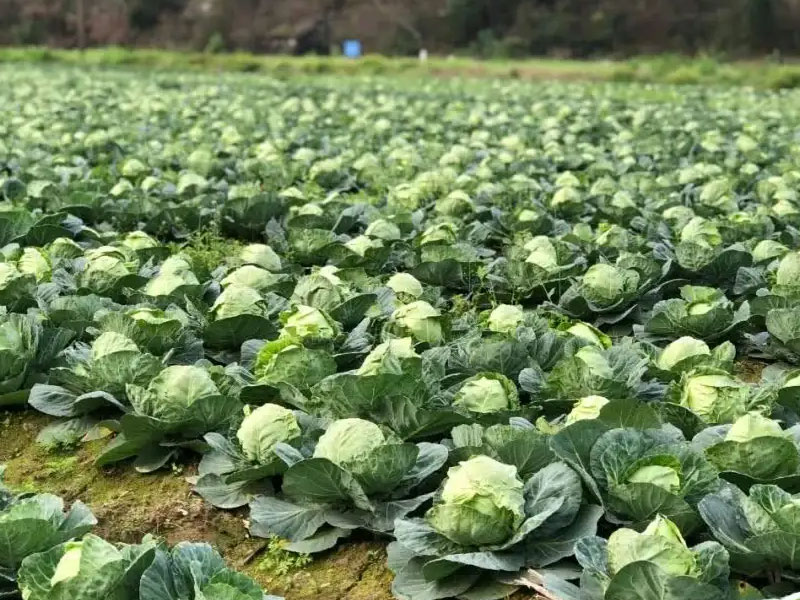 种植基地